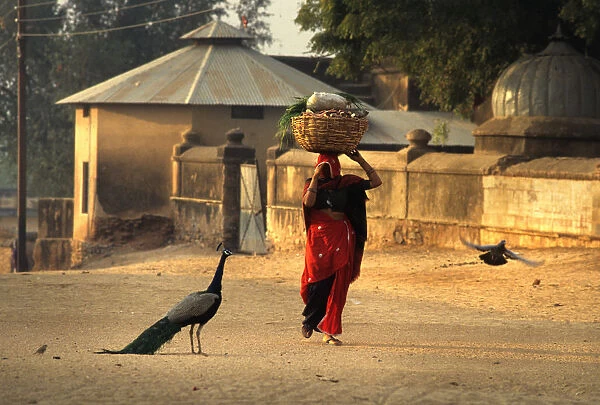A woman carrying a heavily laden basket on her head, India
