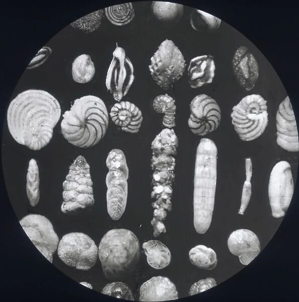 X-Ray - Parasite Specimens