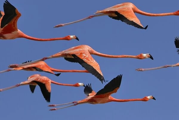 American  /  Caribbean Flamingo - In flight - Rio Lagartos Reserve - Yucatan - Mexico