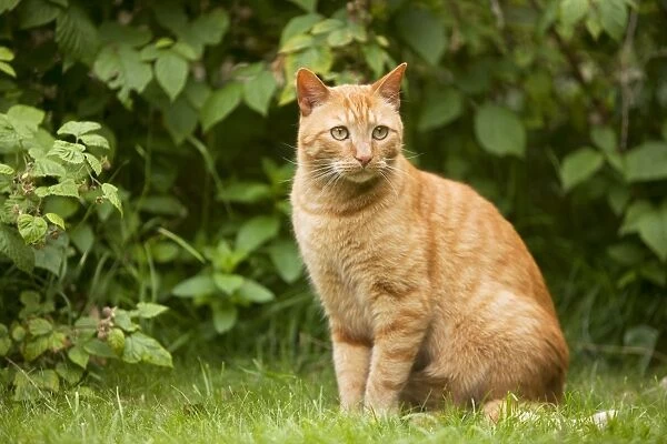 Cat - Ginger cat sitting in garden