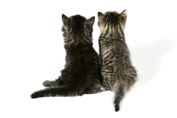 Cat - Back view of two kittens