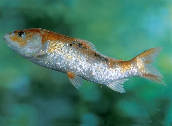 Koi with tail kinked upwards can be caused by chemical water treatments