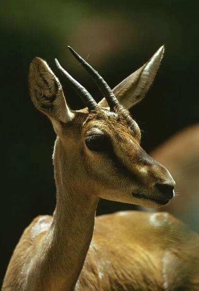 Mountain Gazelle - vulnerable species. Portrait, Arabian Peninsula JPF23383