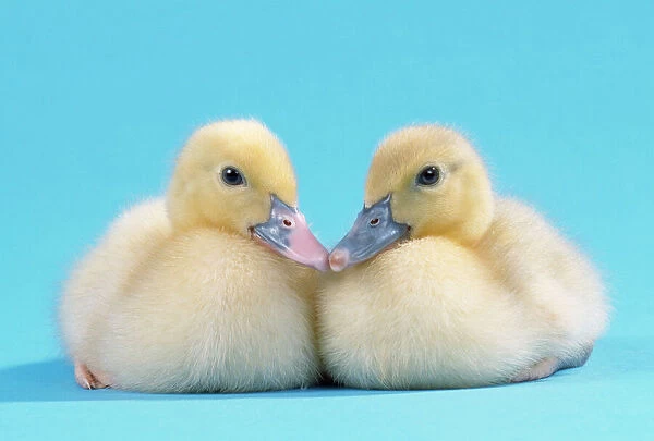 Muscovy Duck - ducklings