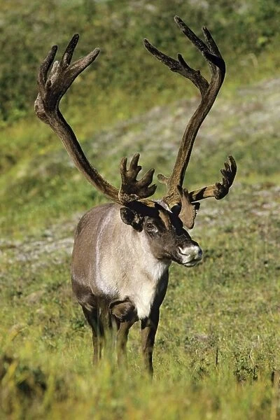 Reindeer  /  Caribou Denali National Park, Alaska. MJ68