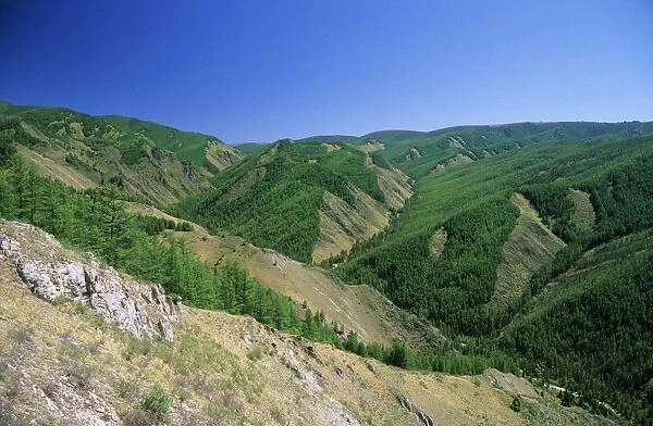 Russia - Sengilen mountain range slopes, taiga-forest and river Sarant in Sarant mountains gorge; June; South Tuva Tu32. 3122