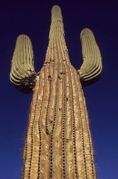 Saguaro Cactus - Sonoran Desert Arizona - Record height: 78 feet - Average mature height: 18 to 30 feet but often reach heights of 50 to 60 feet - Weigh about 80 pounds per foot - Grow their first arms at around 12 feet in height or forty to eighty