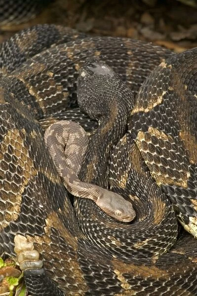 Timber Rattlesnakes - Adult females with newborn young, parental care - Venomous pitvipers, widely distributed throughout eastern United States. Legally protected in 8 of 32 states in which it occurs