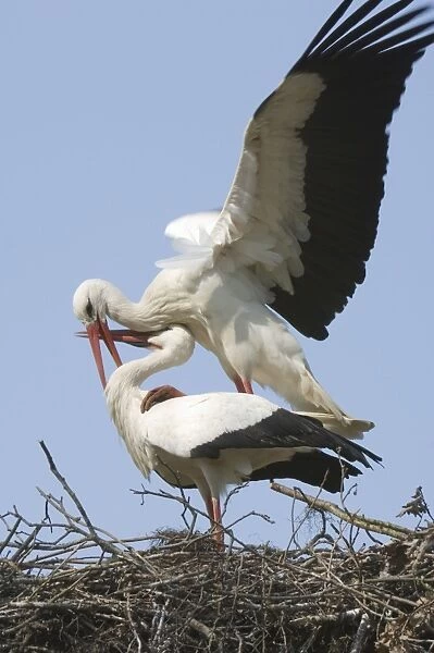 White stork Adult male and female display The Netherlands, Drente, Breedingstation ´De Lokkerij´