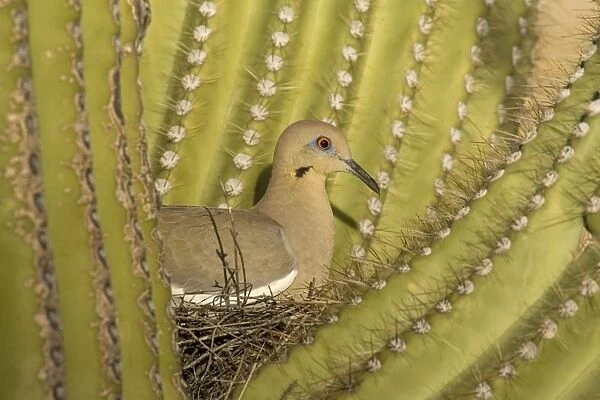 White-winged Dove - Sitting on the nest which is well protected by the spines of a Giant Saguaro cactus (Carnegiea gigantea). The saguaro is the symbol of the American Southwest and indicator of the Sonoran Desert. Saguaro National Park