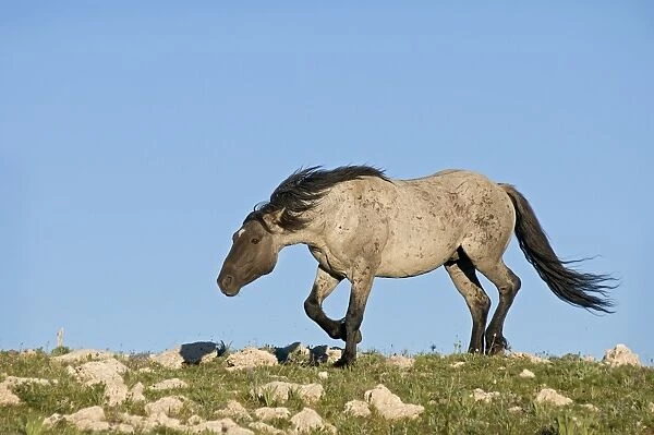 Wild  /  Feral Horse - stallion 'snaking' (herding behavior) - Western U. S. - Summer _D3C8836