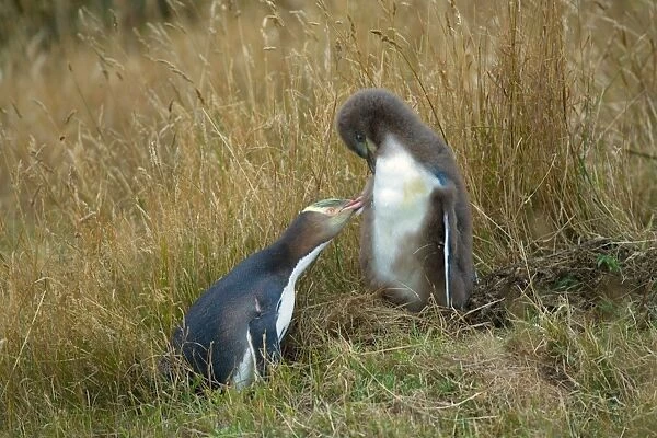 Yellow-eyed Penguin - adult and chick interacting by adult caring for its chick's plumage Otago Peninsula, South Island, New Zealand