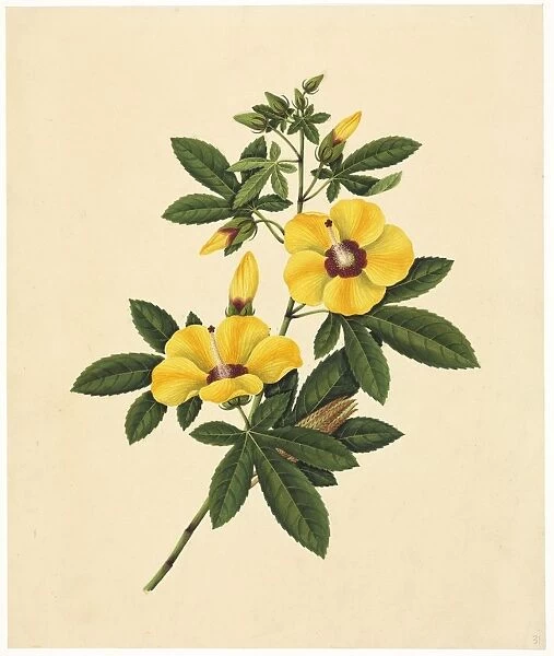 Abelmoschus esculentus, 19th century C016  /  5182