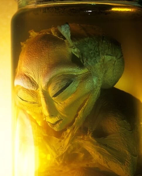 Alien. Computer artwork of an alien specimen in a glass jar