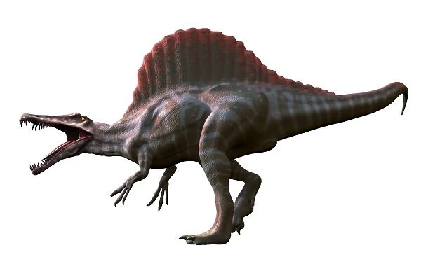 Artwork of a spinosaurus dinosaur F006  /  9713