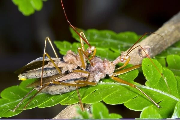 Assassin bugs mating, Ecuador C013  /  8855