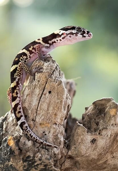 Banded gecko C018  /  2379