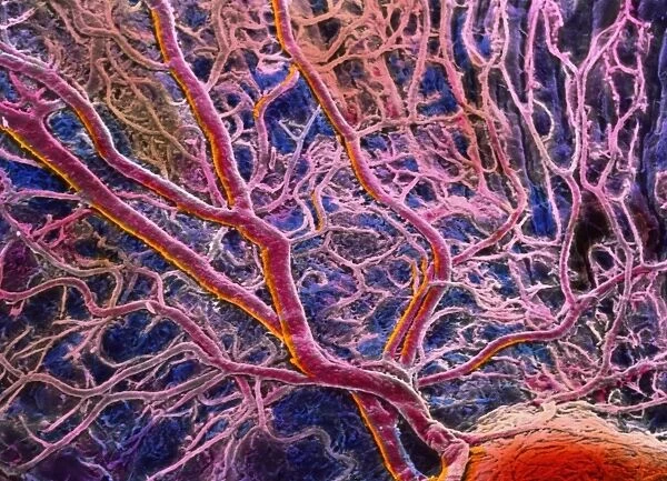 Blood vessels in eye