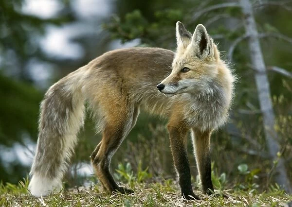 Cascade red fox