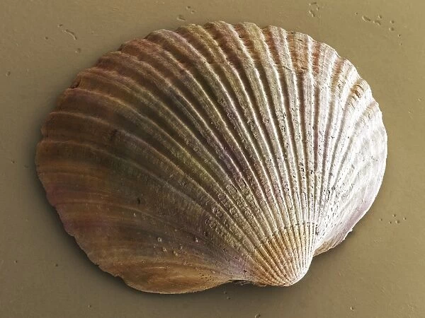 Common cockle (bivalve) shell SEM C013  /  7194