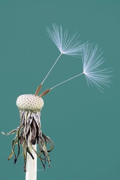 Dandelion (Taraxacum officinale) seedhead C018  /  1791