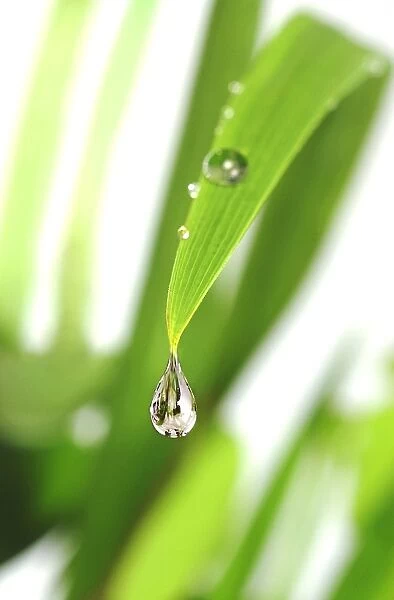 Dewdrop on a leaf