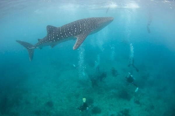 Divers and snorklers with a whale shark C018  /  1071