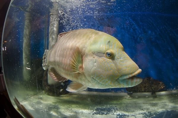 Endangered Humphead wrasse for sale C018  /  1051