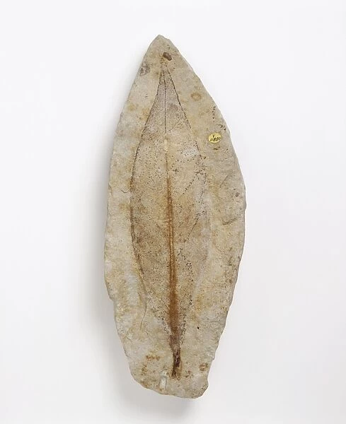 Fossil leaf of an early flowering plant C013  /  6540