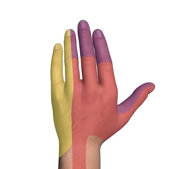 Hand dorsal nerve regions, artwork C016  /  6837