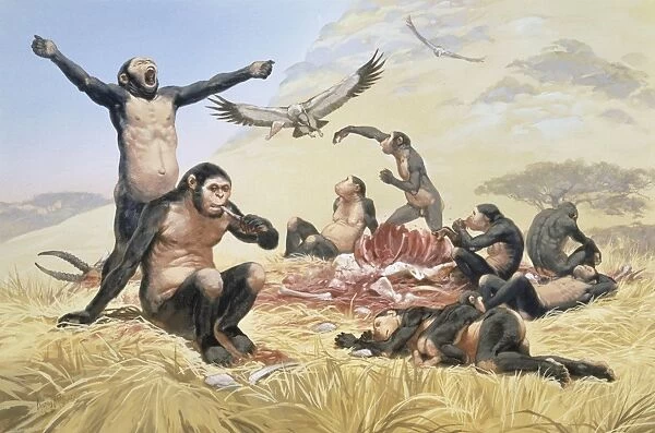 Homo habilis hunting, artwork C013  /  6549