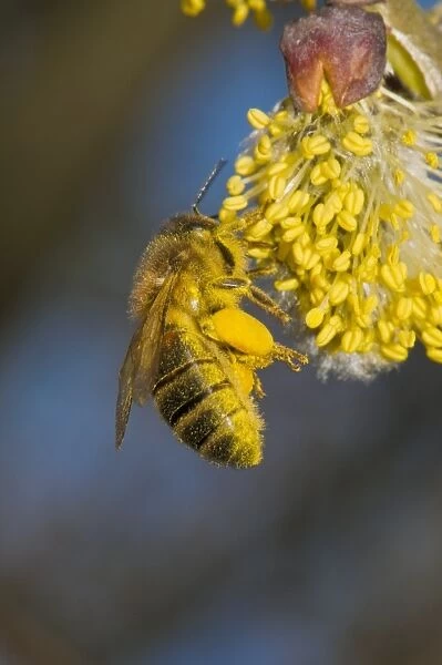 Honey bee collecting pollen C016  /  4700