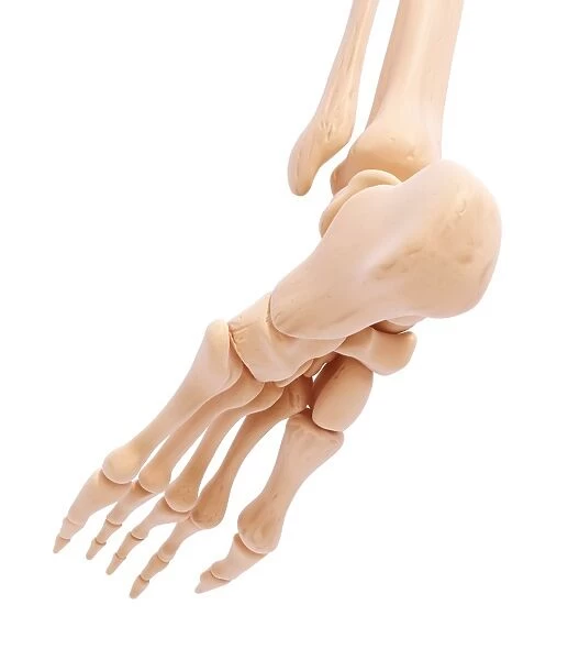 Human foot bones, artwork F007  /  5567
