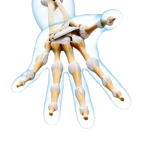 Human hand bones, artwork F007  /  2212