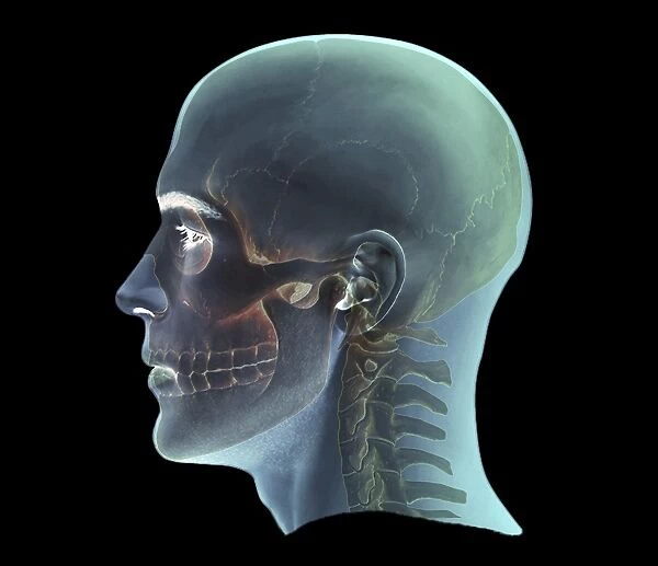 Human head, 3D CT scan C016  /  6393