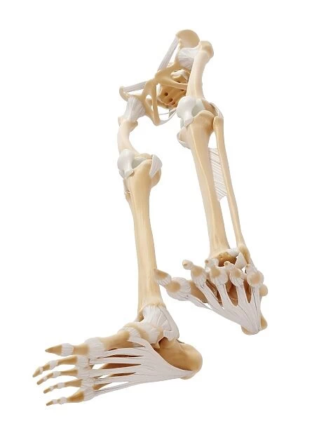 Human leg bones, artwork F007  /  9981