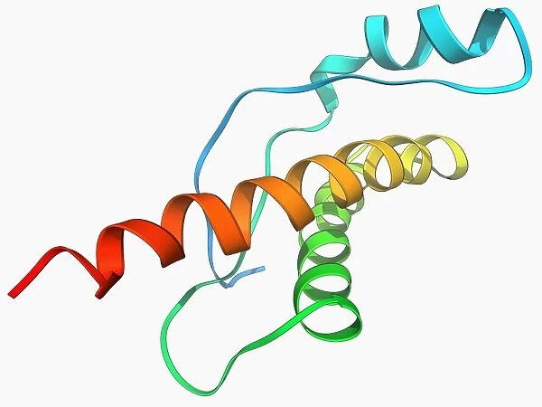 Human prion protein, molecular model F006  /  9477
