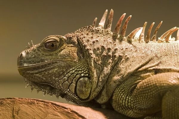 Iguana (Iguana iguana). This reptile inhabits the tropical forests of Central