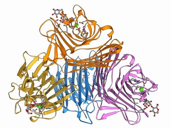 Lactose binding protein molecule F006  /  9629