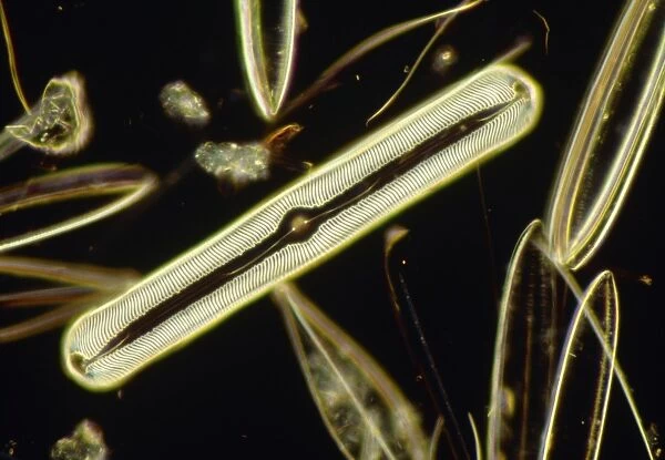 LM of the diatom Pinnularia nobilis