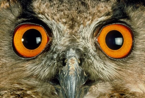 Owls eyes. Close-up of the eyes of a long-eared owl (Asio otus)