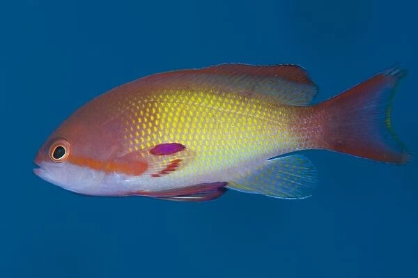 Profile view of scalefin anthias fish