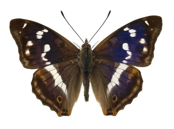 Purple emperor butterfly C016  /  5691