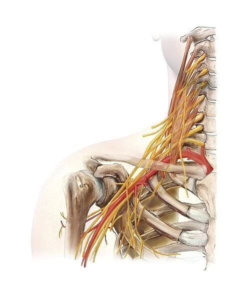Right shoulder and nerve plexus, artwork C016  /  6811