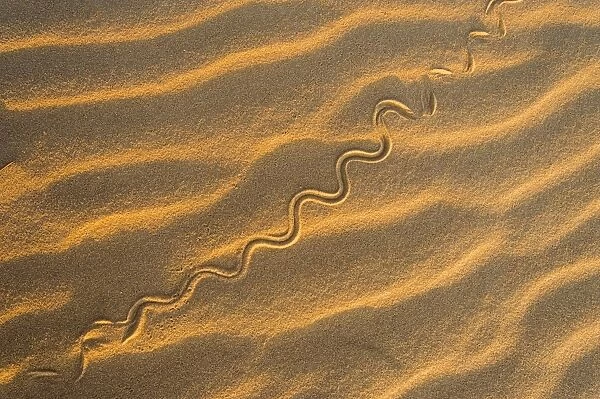 Snake track on a sand dune C016  /  4776