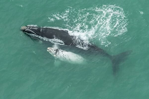 Southern right whale and albino calf C016  /  4779