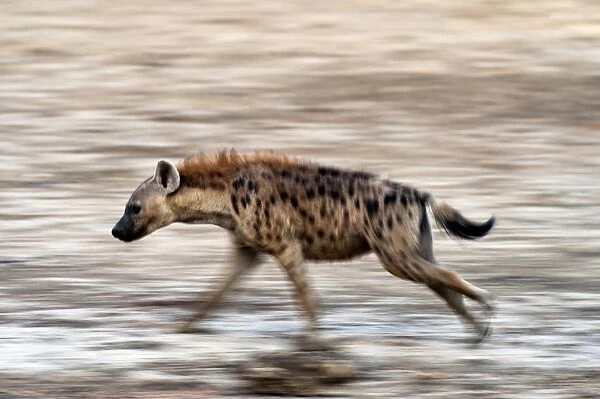 Spotted hyena running C016  /  2372