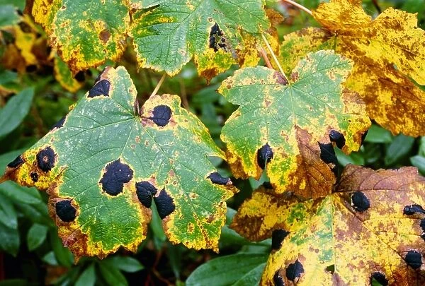Tar spot fungus on sycamore leaves