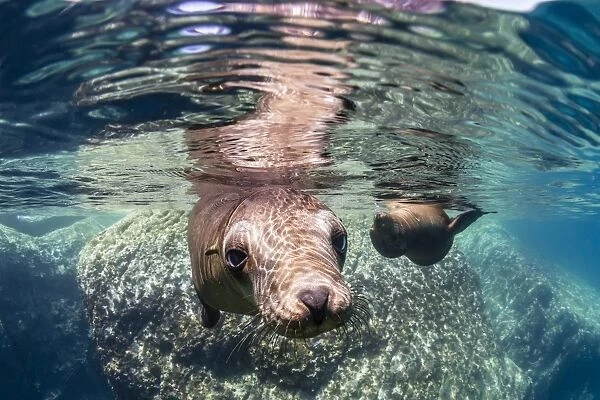 Adult California sea lions (Zalophus californianus) underwater at Los Islotes, Baja California Sur