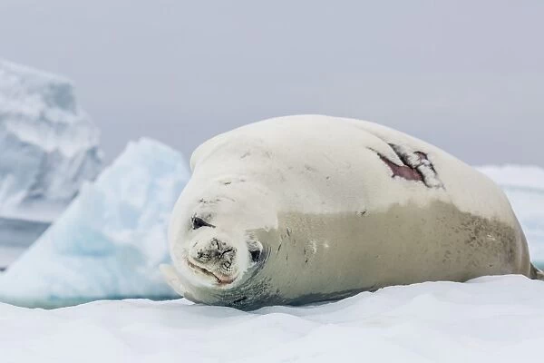 Adult crabeater seal (Lobodon carcinophaga) with fresh wound hauled out on ice floe, Neko Harbor, Andvord Bay, Antarctica, Southern Ocean, Polar Regions